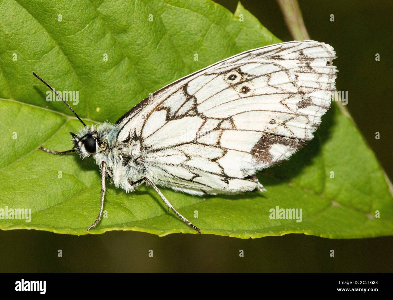 Marbled white butterfly, Melanargia galathea, perched on greenery in the British countryside, summer 2020 Stock Photo