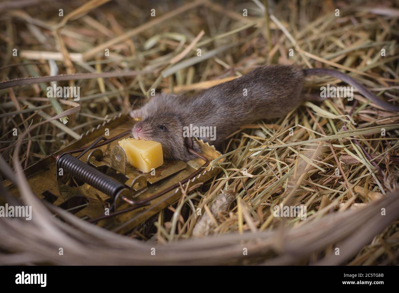 The mousetrap with a gnawed piece of cheese against the backdrop of the hay in the shed, into which a small rat was caught. Stock Photo