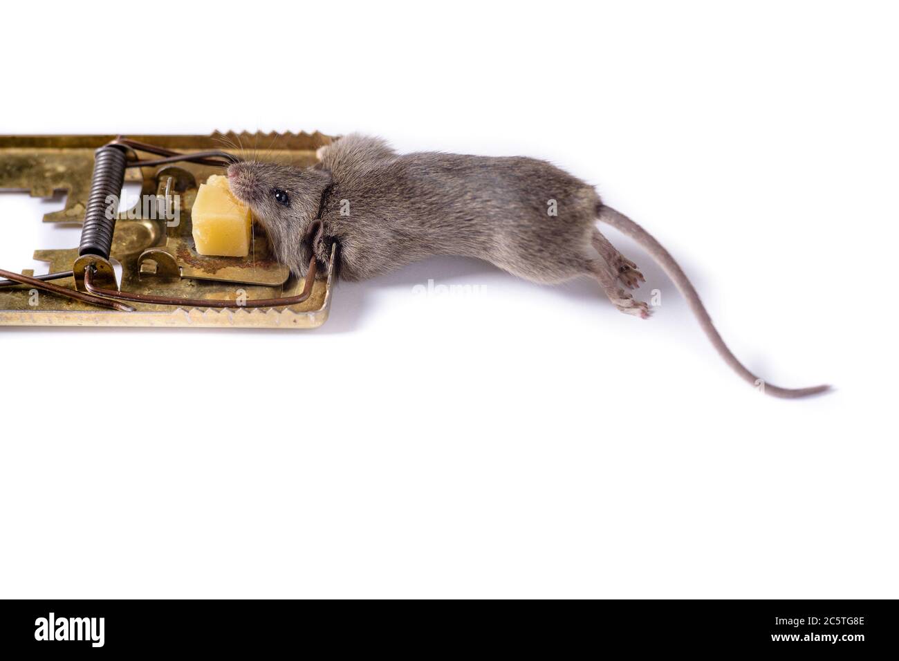 https://c8.alamy.com/comp/2C5TG8E/mousetrap-with-a-piece-of-cheese-on-a-white-background-which-caught-a-gray-mouse-2C5TG8E.jpg