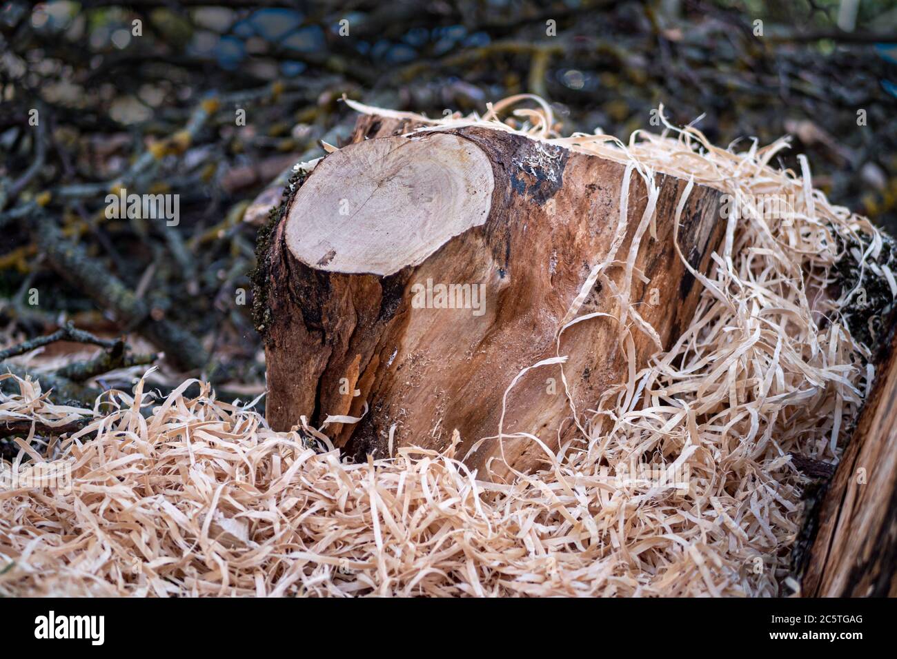 Parts of a sawn tree trunk, unsorted with a lot of sawdust. Stock Photo