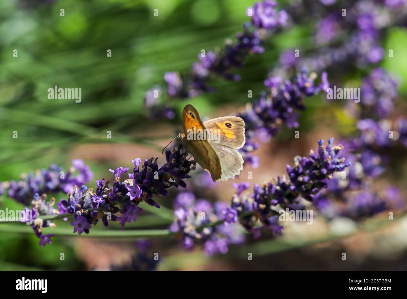 Meadow brown butterfly, Maniola jurtina,  on lavender blossom Stock Photo