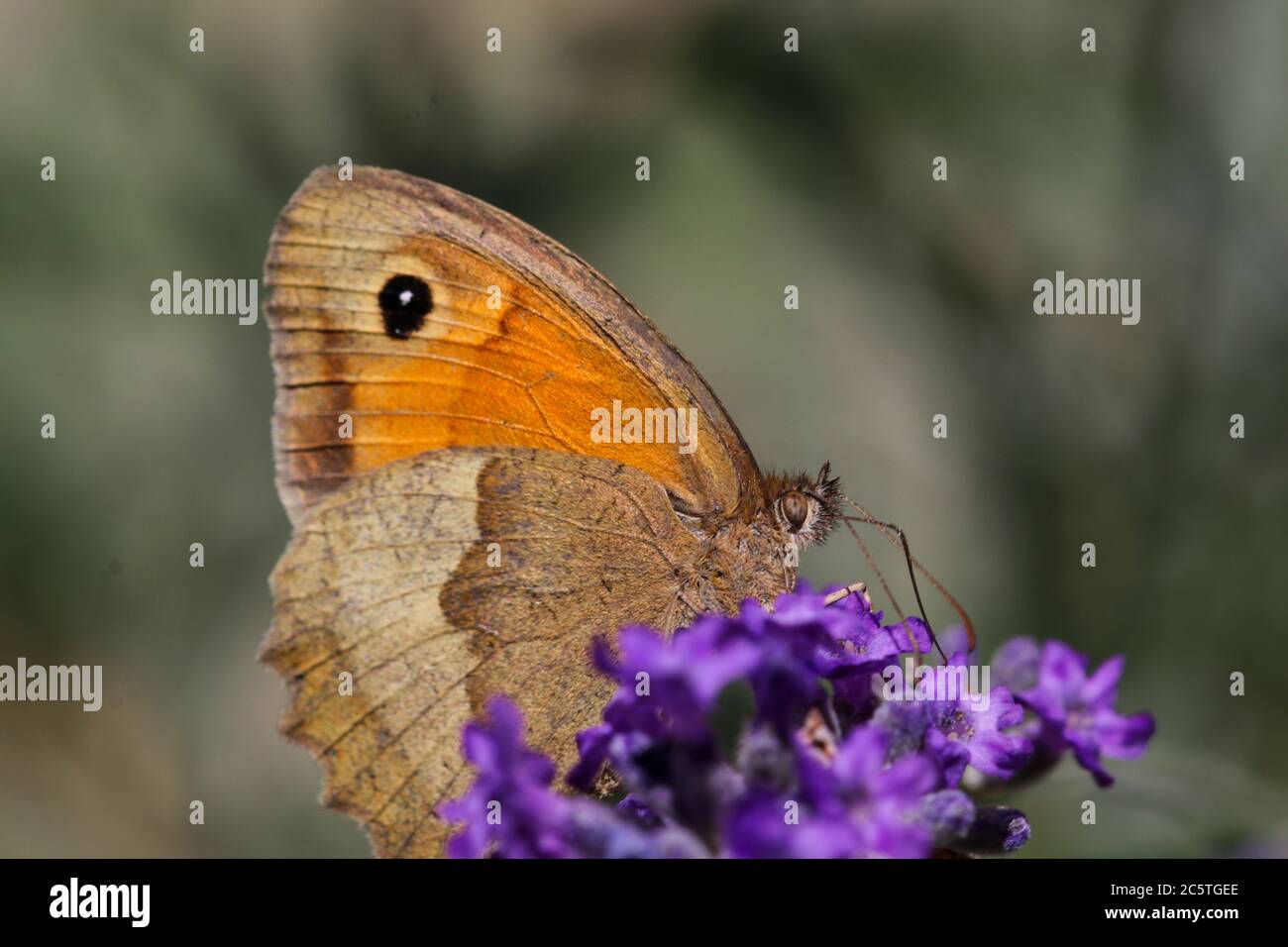 Meadow brown butterfly, Maniola jurtina,  on lavender blossom Stock Photo