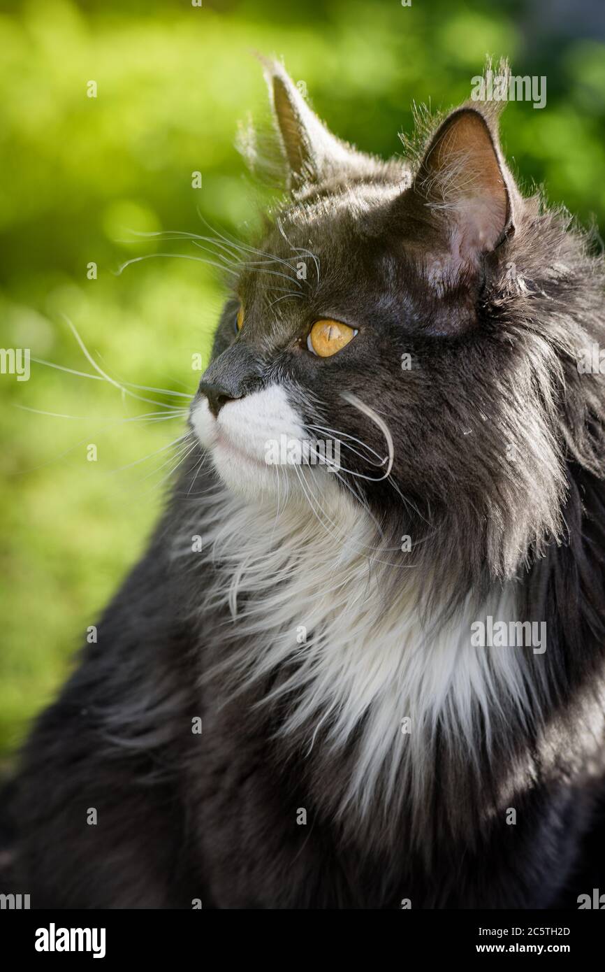 Pure gray cat, with yellow eyes, sits and looks into the distance, on a green background close-up .. Stock Photo