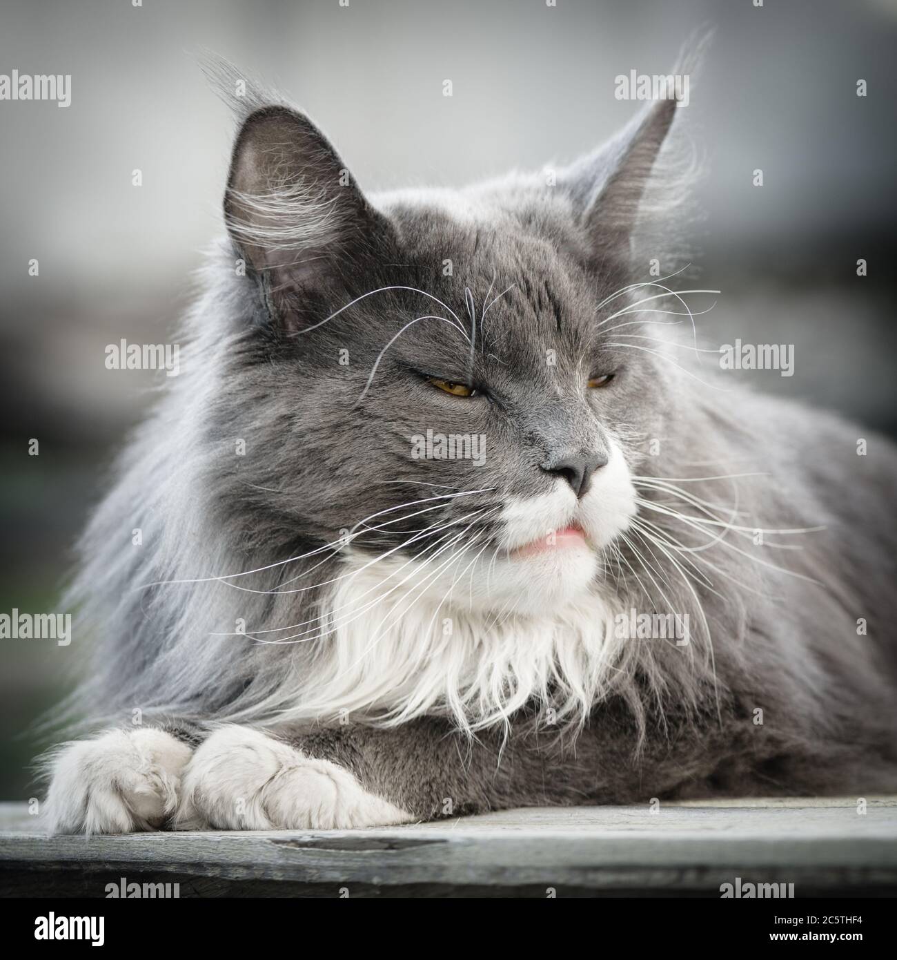 A gray, furry cat lies and looks out into the distance. Stock Photo