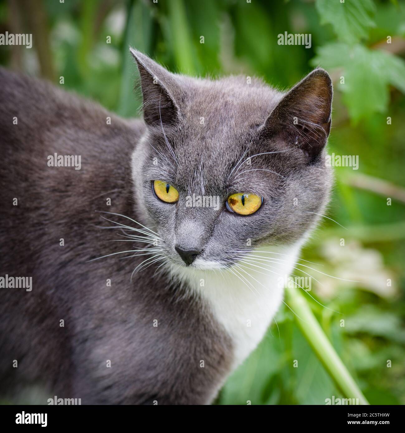 A gray-blooded gray cat, with yellow eyes, sits and looks out into the distance, on a green background close-up. Stock Photo