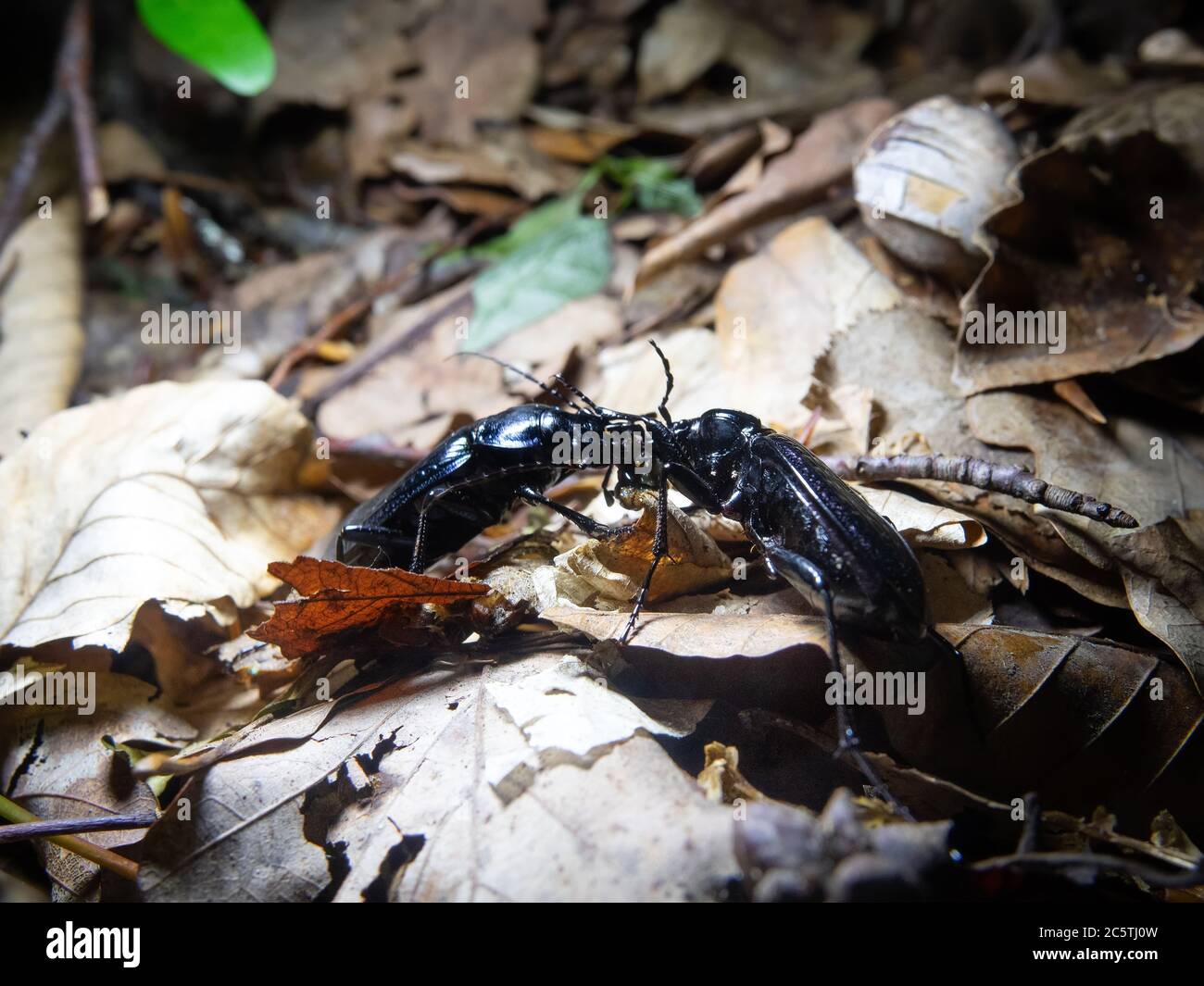 Two metallic-blue beetles (Blue Ground Beetle, Carabus intricatus) rip founded moth larva. Everyone pull over. Insect are wolve, predatory insects. Be Stock Photo