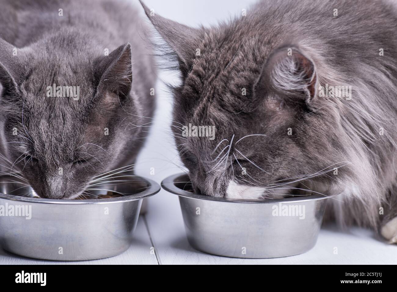 Two gray thoroughbred cats eat cat food from the bowls. Stock Photo