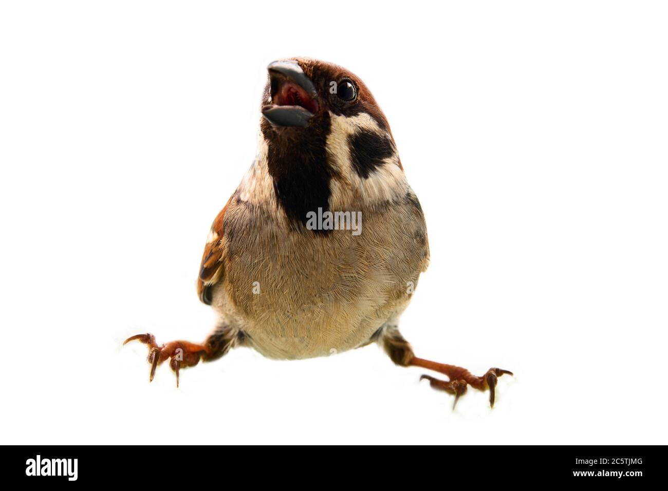 Sparrows as the most common birds in the human environment. Bird pokes in the lens, selective focus on cheeky eyes isolated on a white background Stock Photo