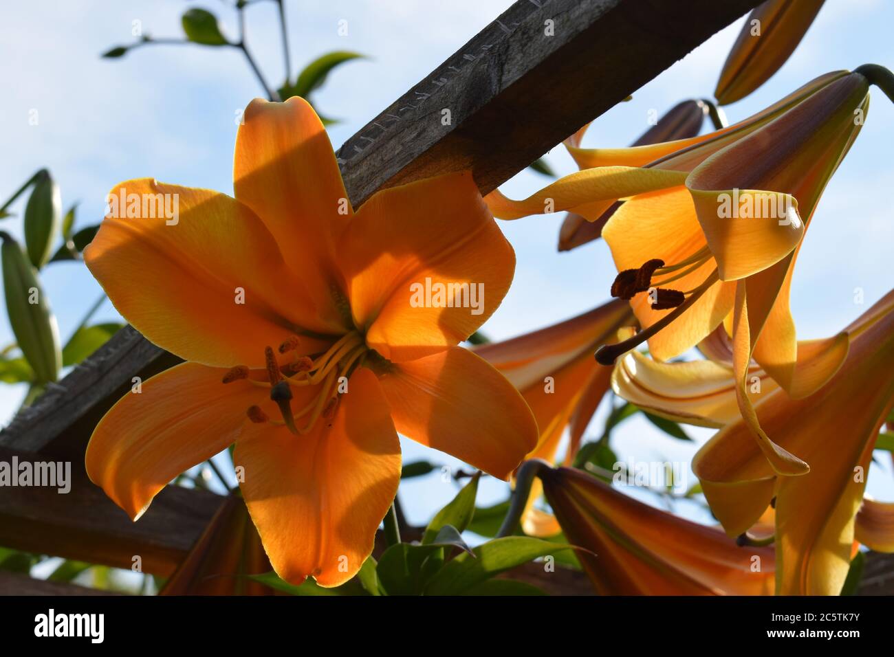 Lilium African Queen Stock Photo - Alamy