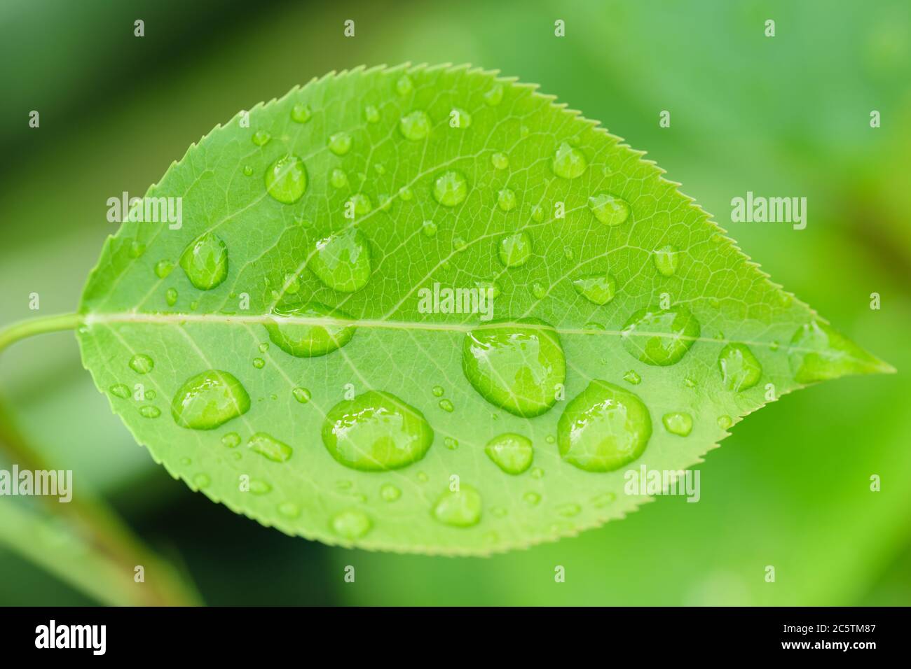 Beautiful leaf texture in nature.Dew drop in the morning on a green leaf with sunlight.Beautiful green leaf with drops of water..Big beautiful drops o Stock Photo