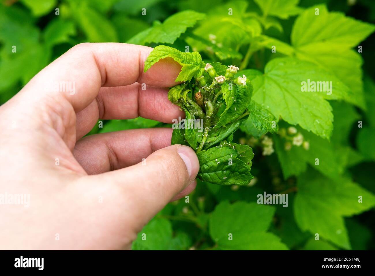 leaves of currant. Currant branch with wrinkled leaves affected by black aphid. Aphids. Stock Photo