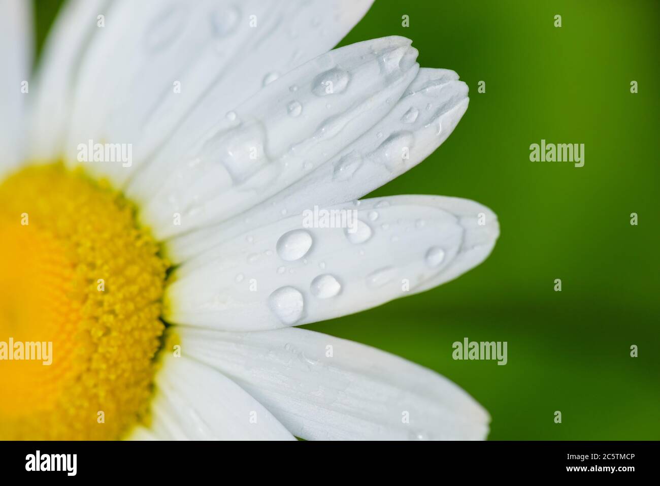 Chamomile flower with water drops, white petals after rain on a green background. Close-up. Macro. Macro camomile closeup. Stock Photo