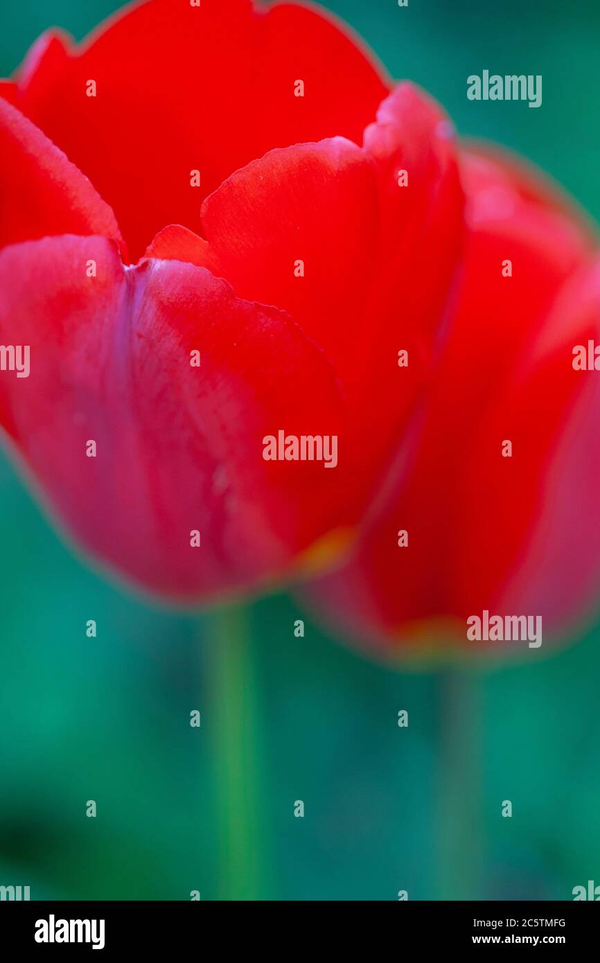 Red tulip flower Stock Photo