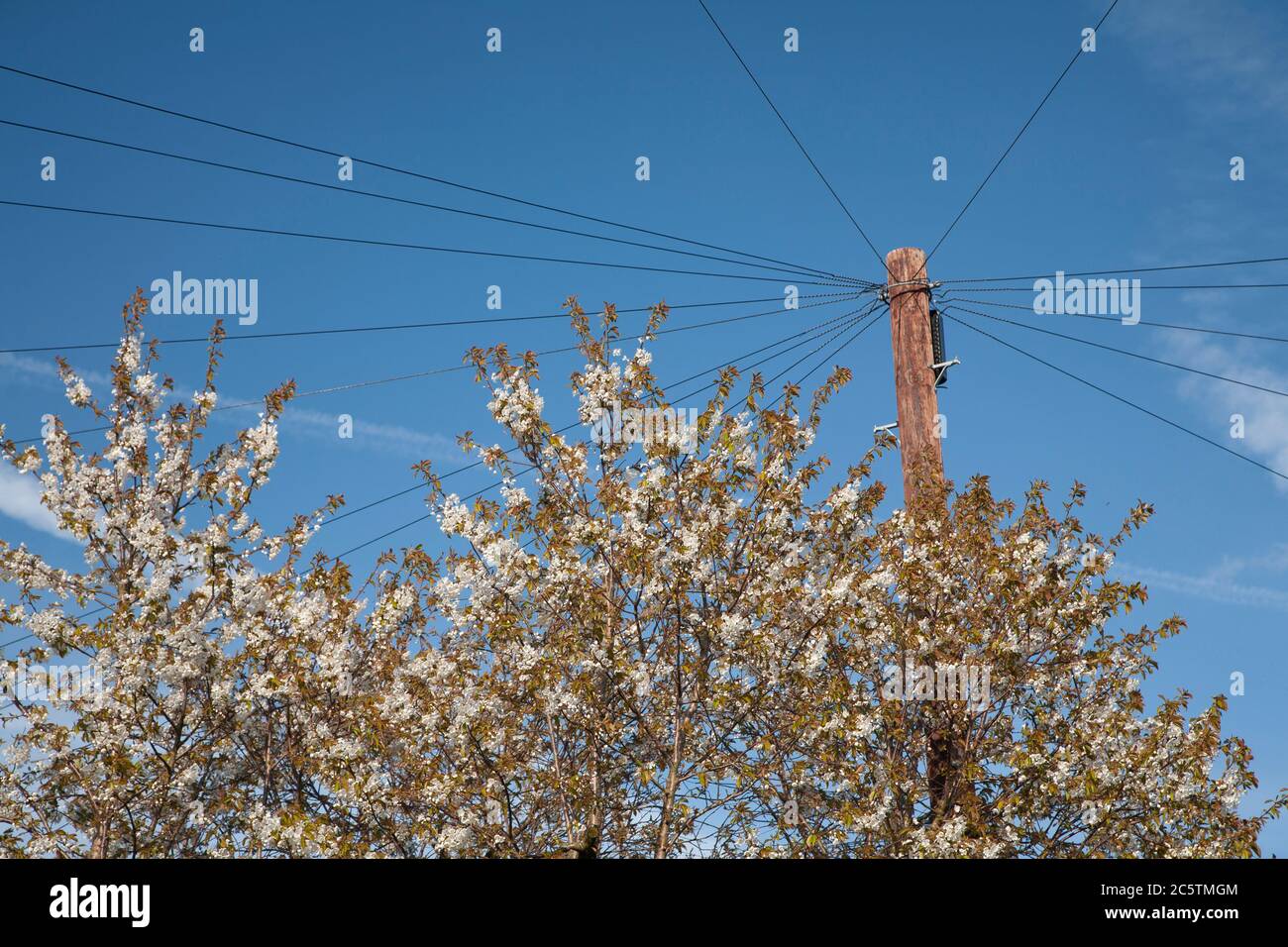 Telegraph pole and blossom Stock Photo