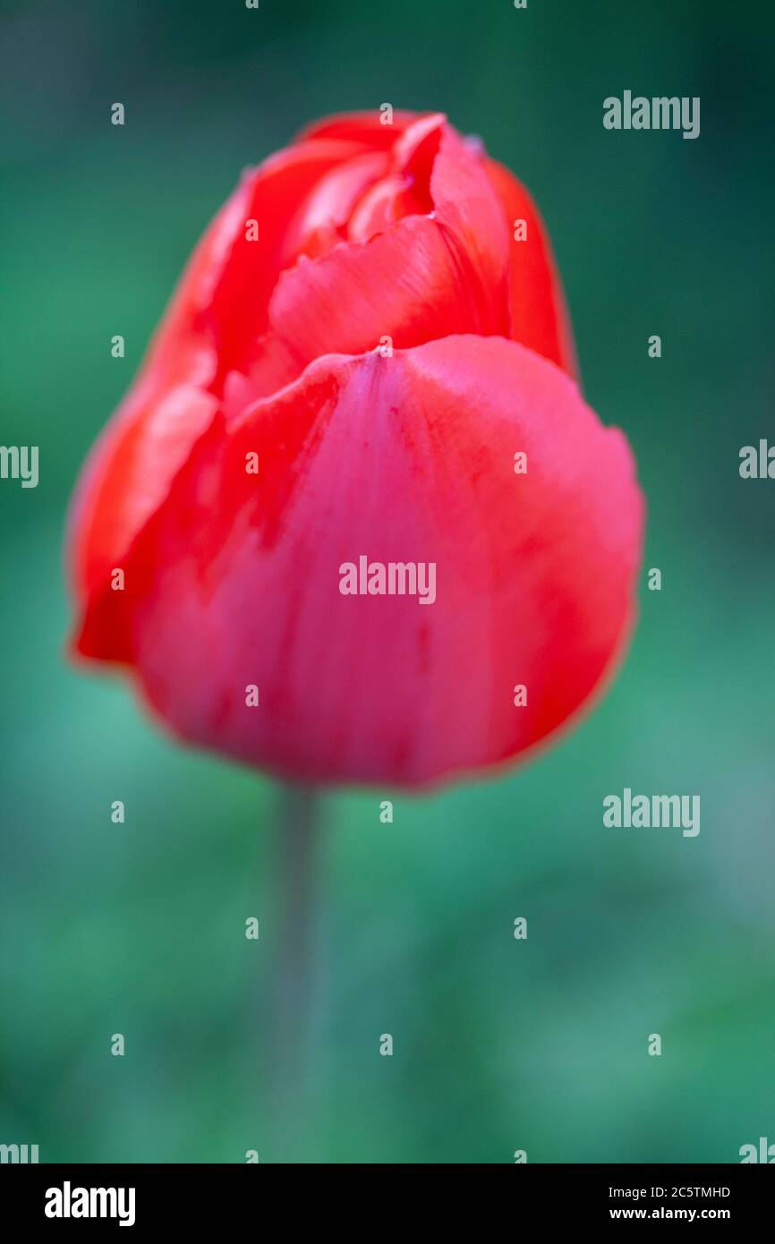 Red tulip flower Stock Photo