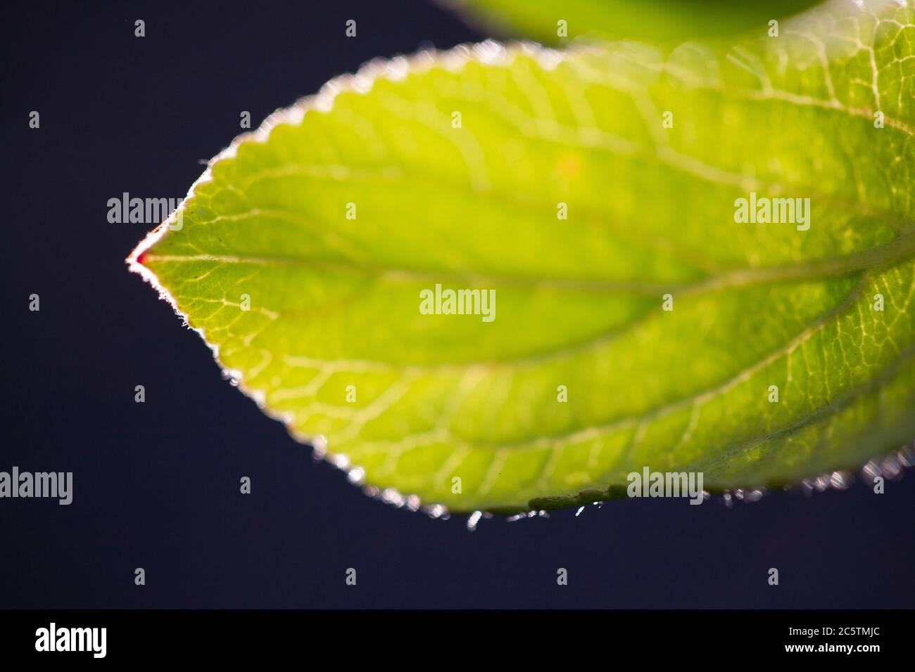 Backlit leaf Stock Photo