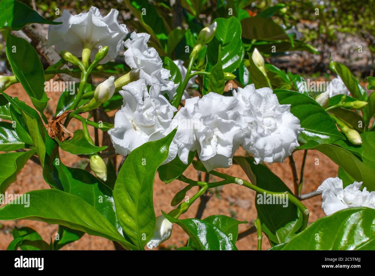 White Tulip flowers With Green Leaves & Branches At The Garden on Daylight. Stock Photo
