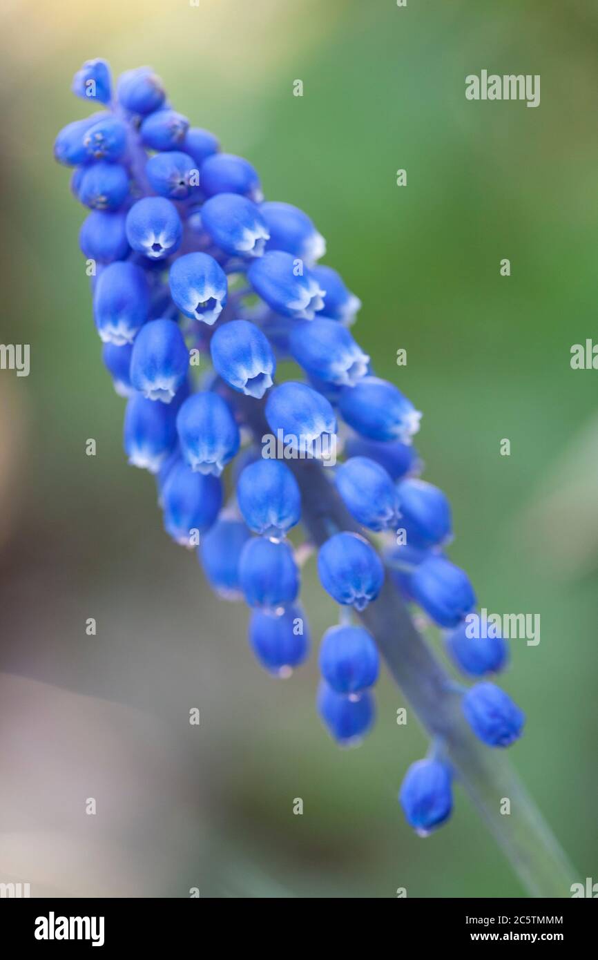 Blue hyacinth flowers Stock Photo