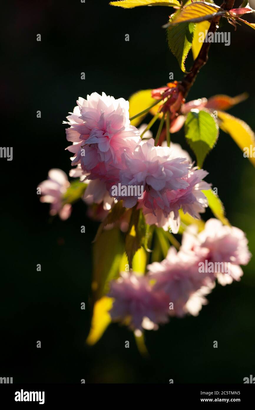 Pink blossom Stock Photo