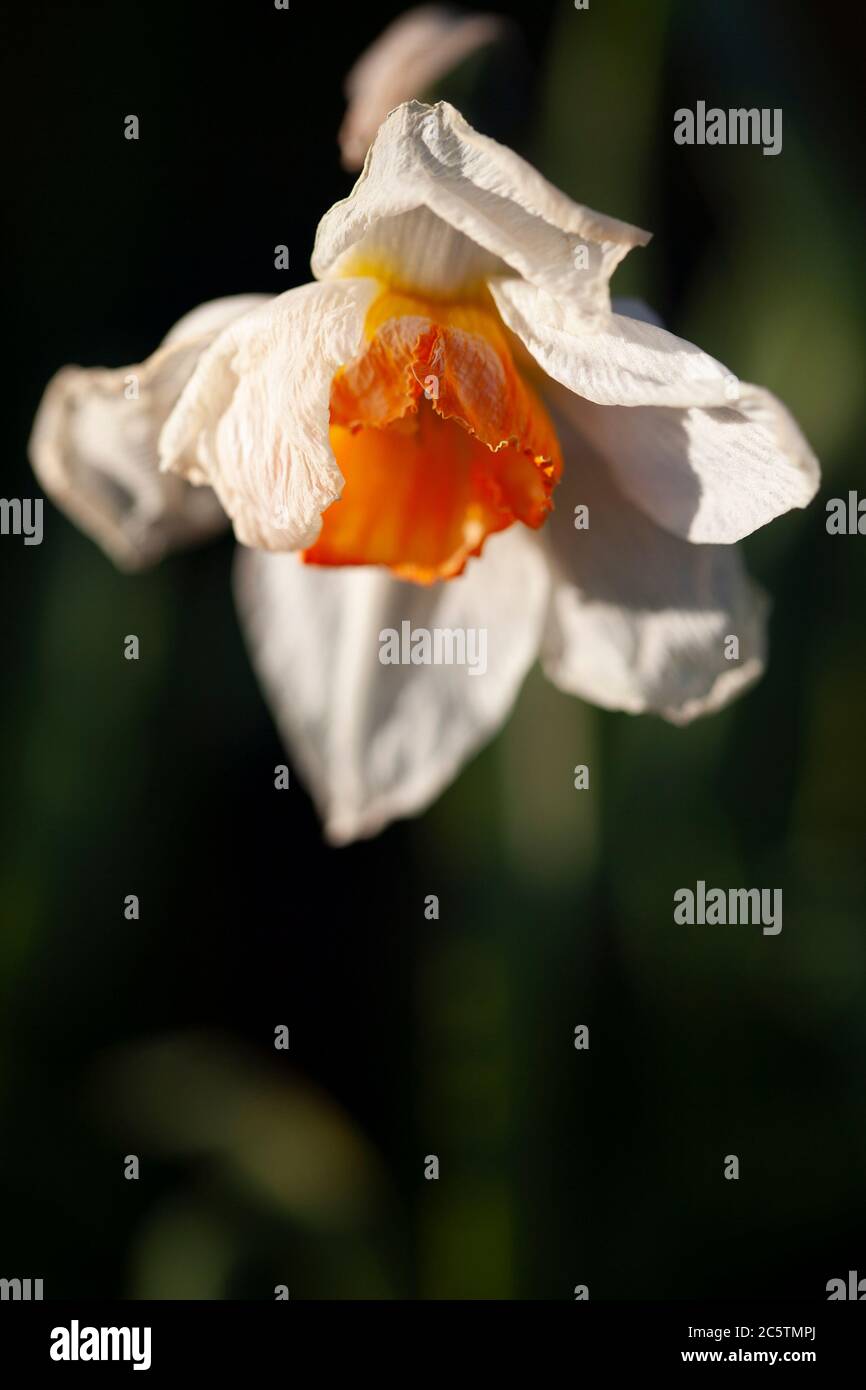Dead daffodil flower Stock Photo