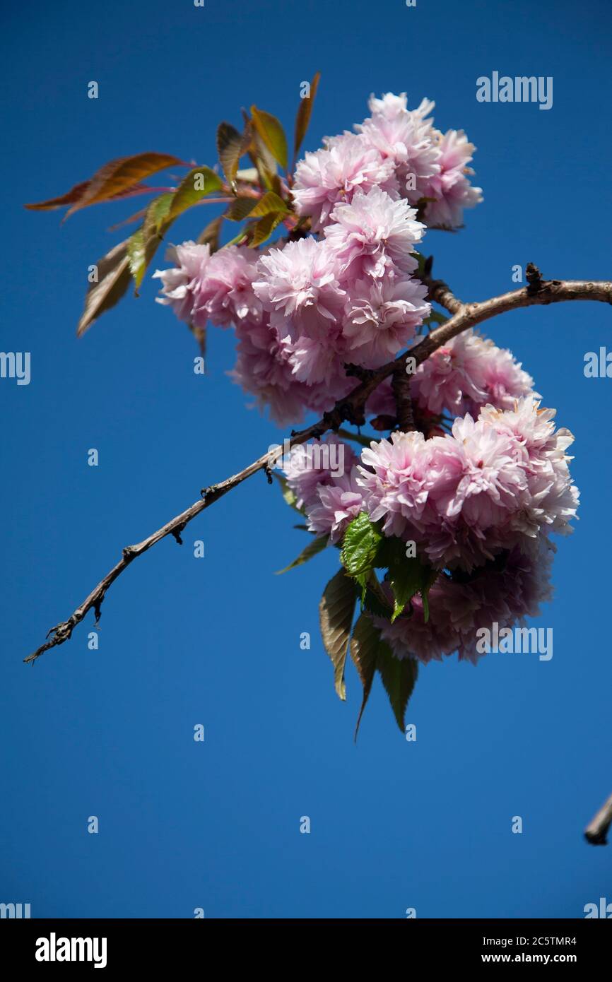 Pink blossom Stock Photo
