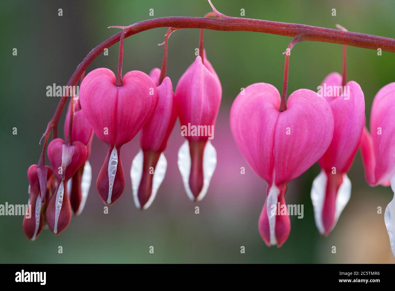 Bleeding Heart flowers Stock Photo