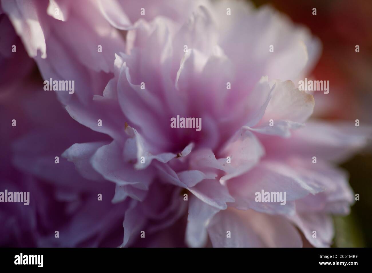 Pink blossom Stock Photo