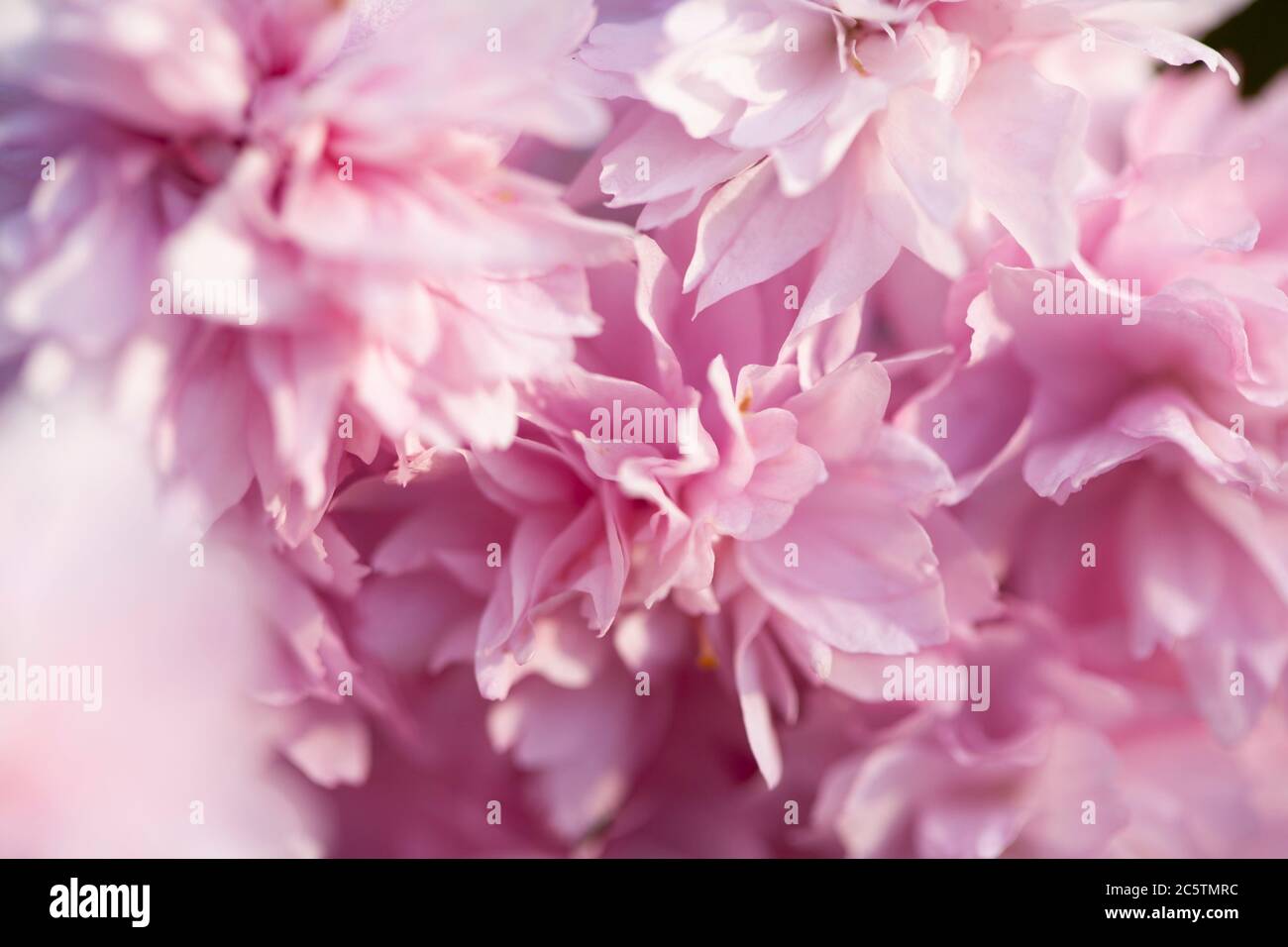 Pink blossom Stock Photo