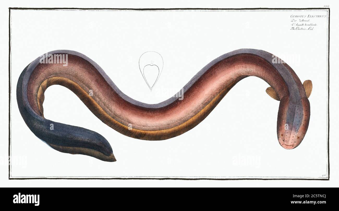 Synbranchus Marmoratus Marbled Swamp Eel Fisheries Aquarium