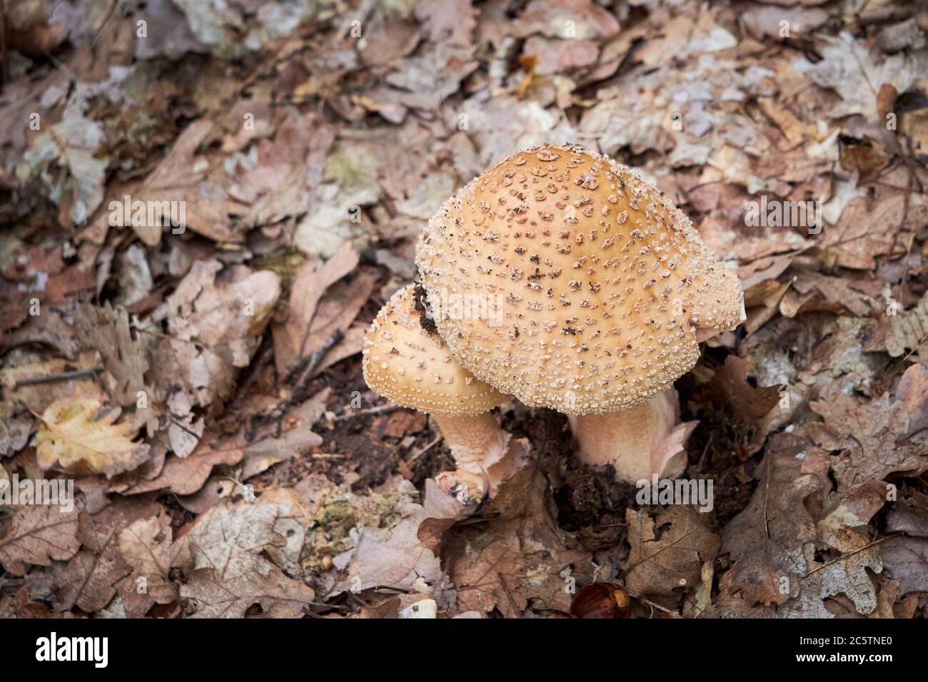 Blusher mushrooms (Amanita rubescens), Edible Mushrooms Stock Photo