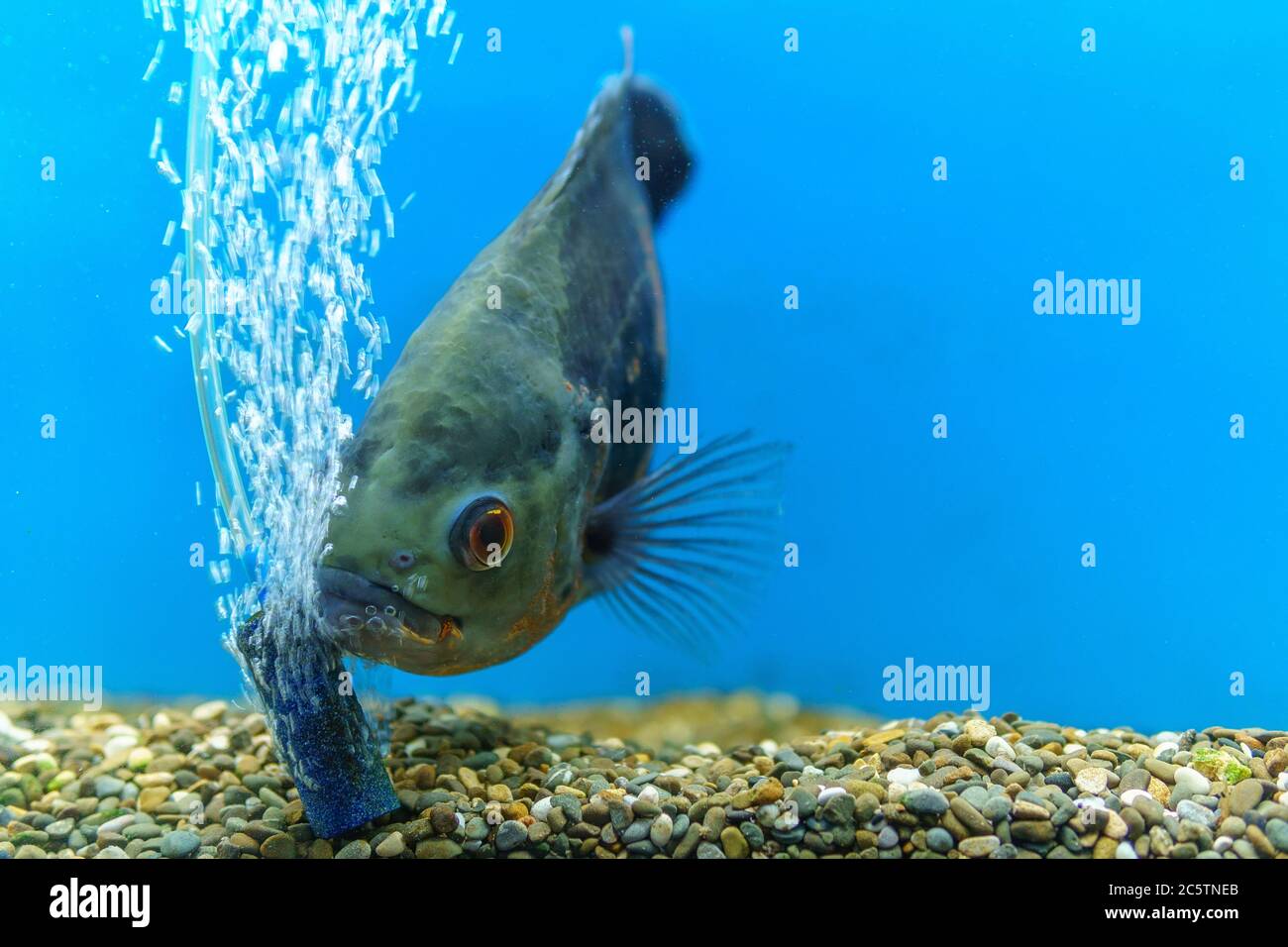 Astronotus cichlid or an Oscar. Fish from the Amazon basin. Aquariums