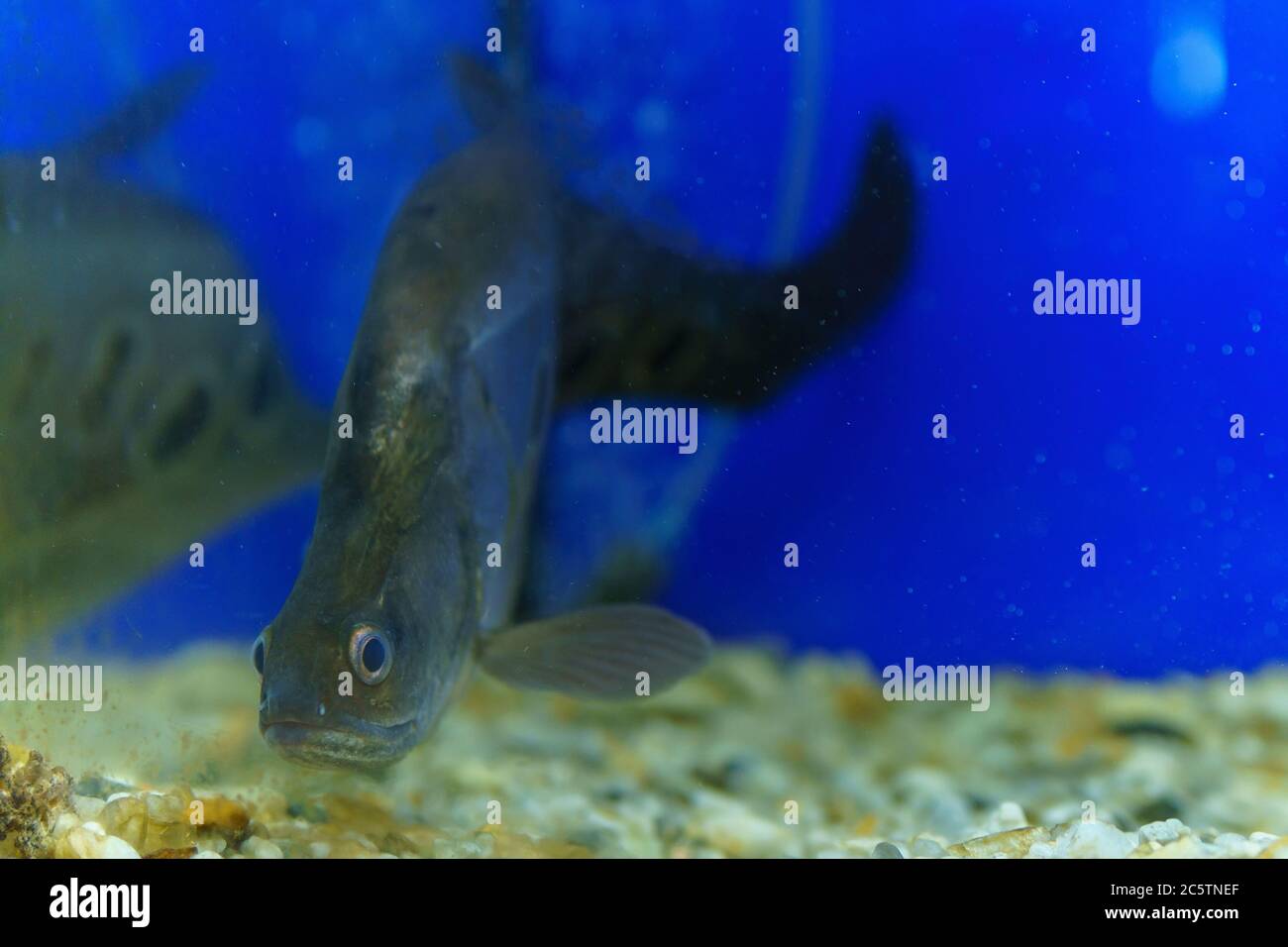 indian knife Fish Chitala ornata in the aquarium. selective focus Stock Photo