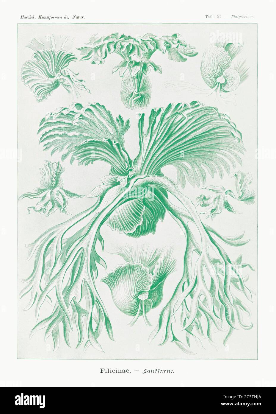 Ernst Haeckel Hi Res Stock Photography And Images Page 15 Alamy
