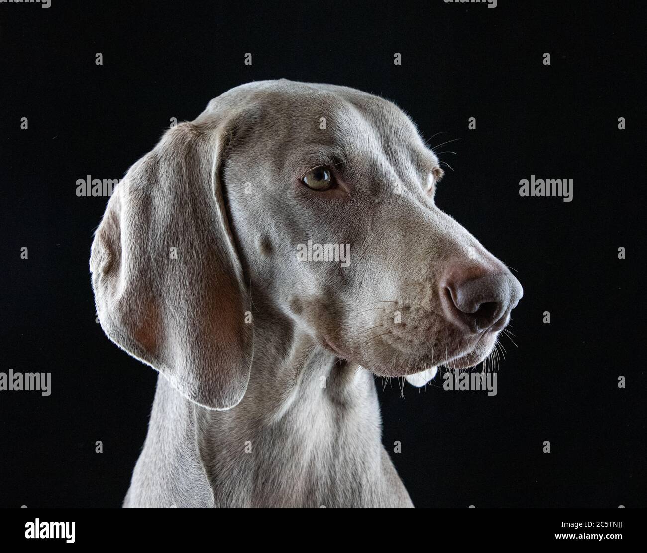 Weimaraner - Studio Dog Portraits. Stock Photo