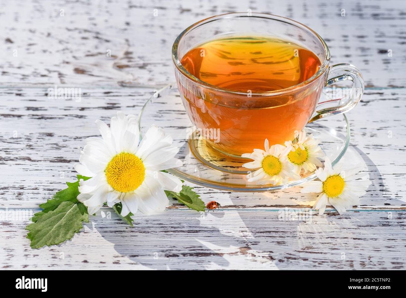 A cup of fragrant tea standing on a wooden, white table, in the rays of sunlight, in the flowers of the field chamomile, along which a ladybird crawls Stock Photo