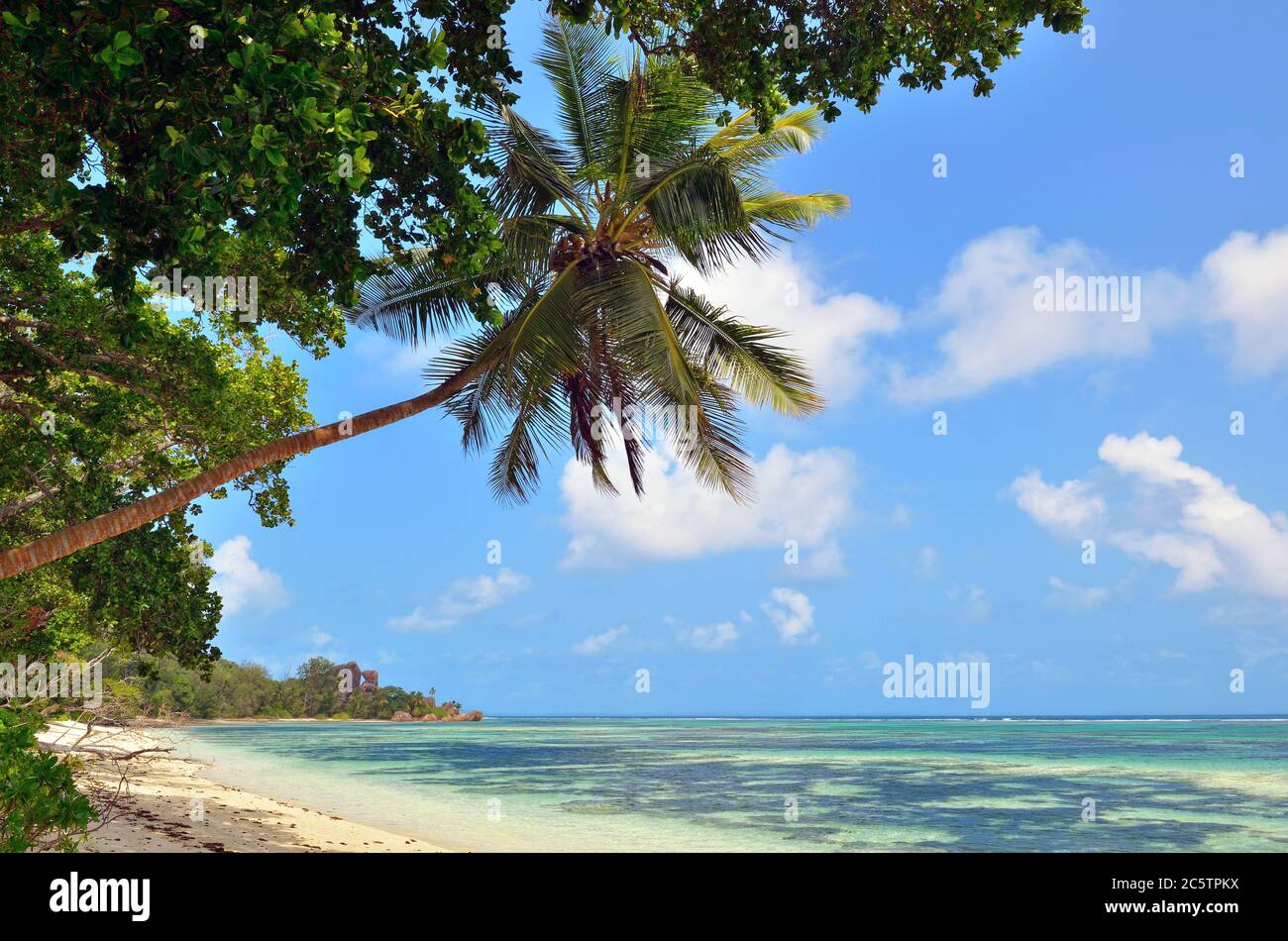 A palm trees bend over an empty ocean coast on Seychelles islands. La Digue Stock Photo Alamy