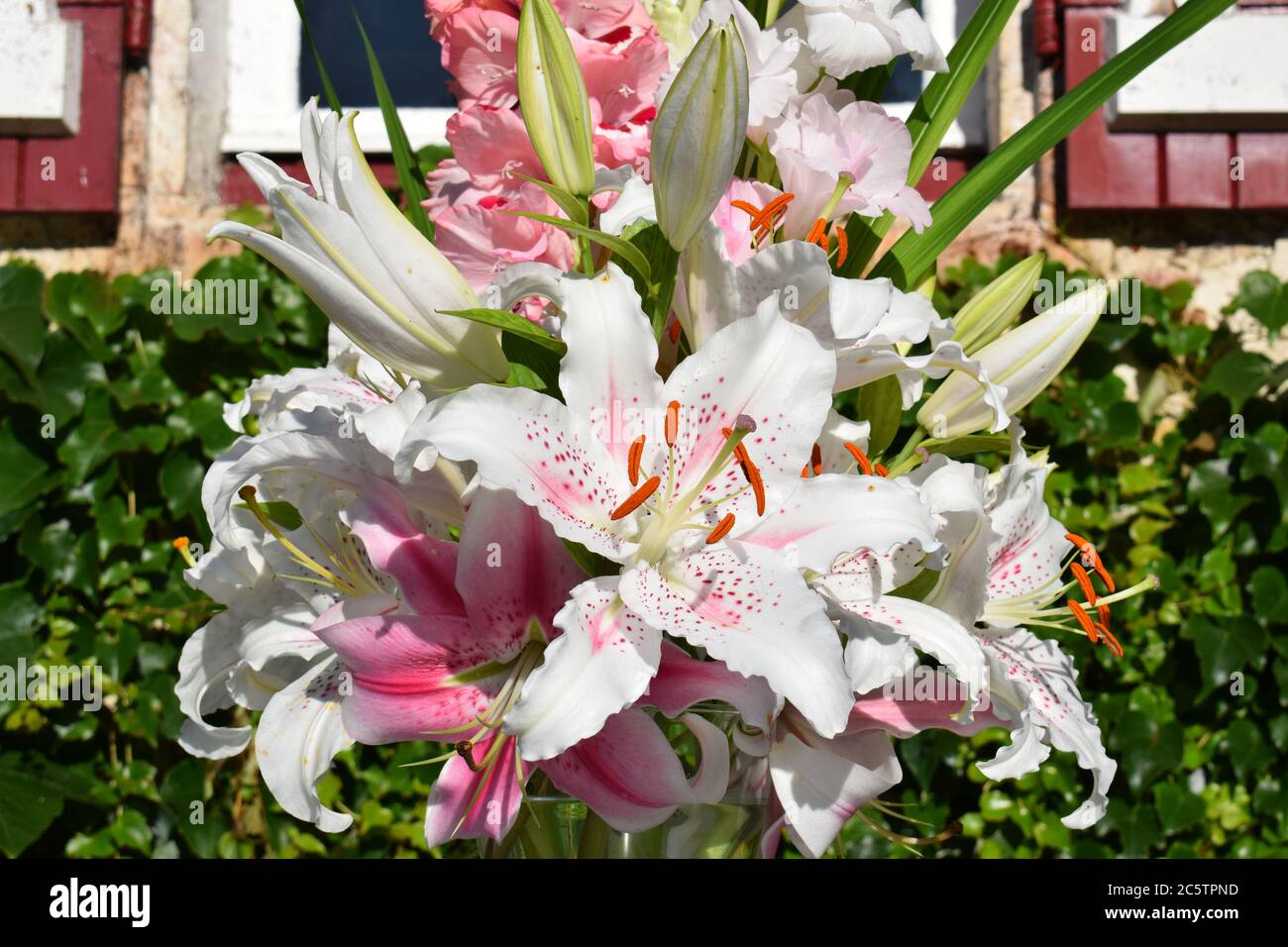 Bouquet de lys Muscadet Stock Photo