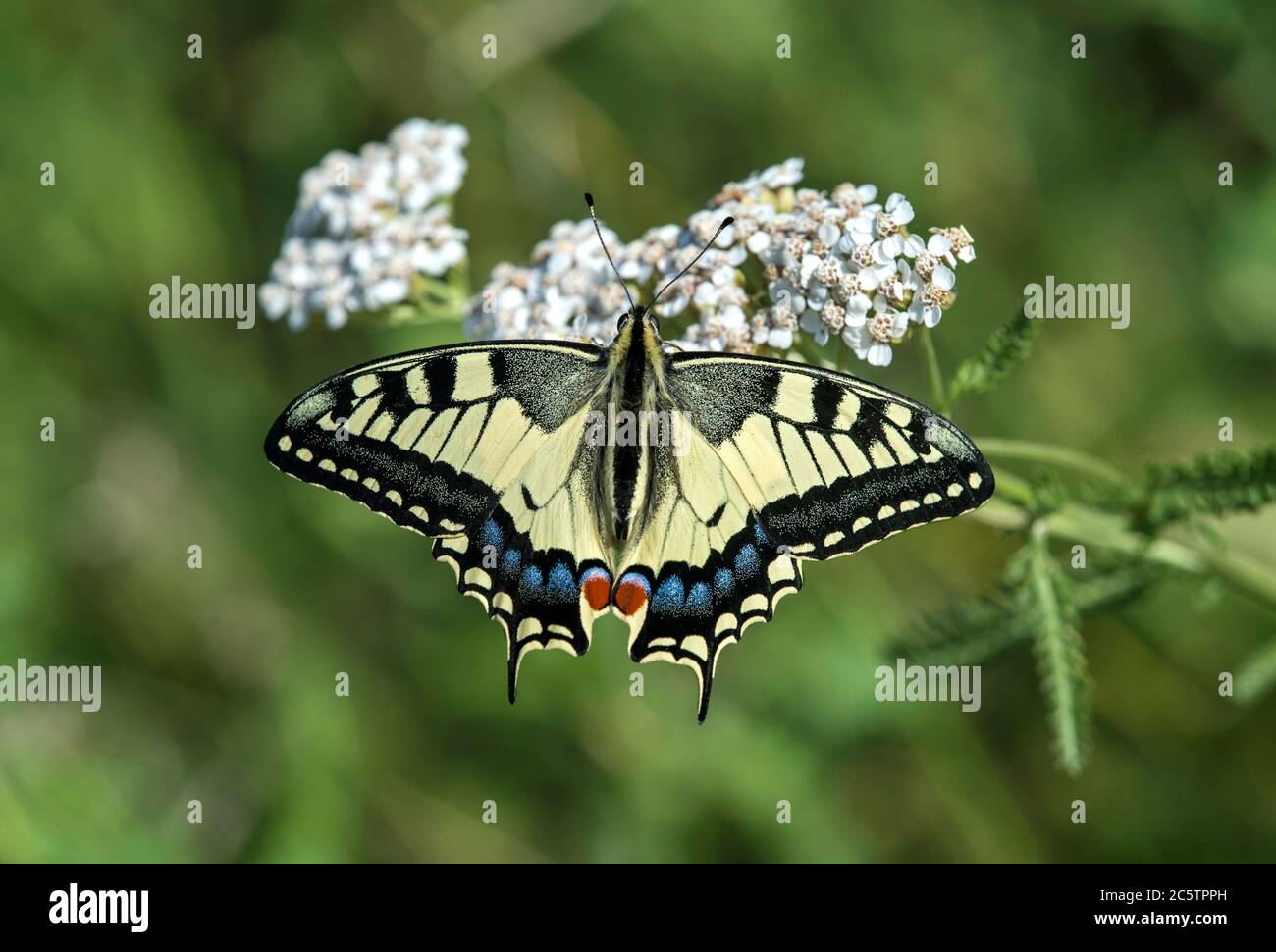 Old World Swallowtail (Papilio machaon), Switzerland Stock Photo