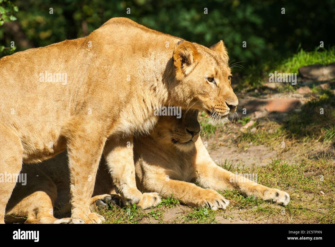 Lions in a Zoo Stock Photo - Alamy