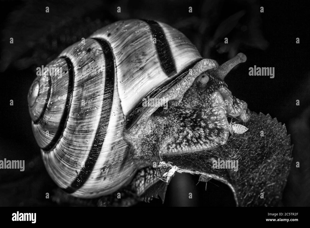 Garden snail which is a mollusc gastropod insect with a shell black and white monochrome image Stock Photo
