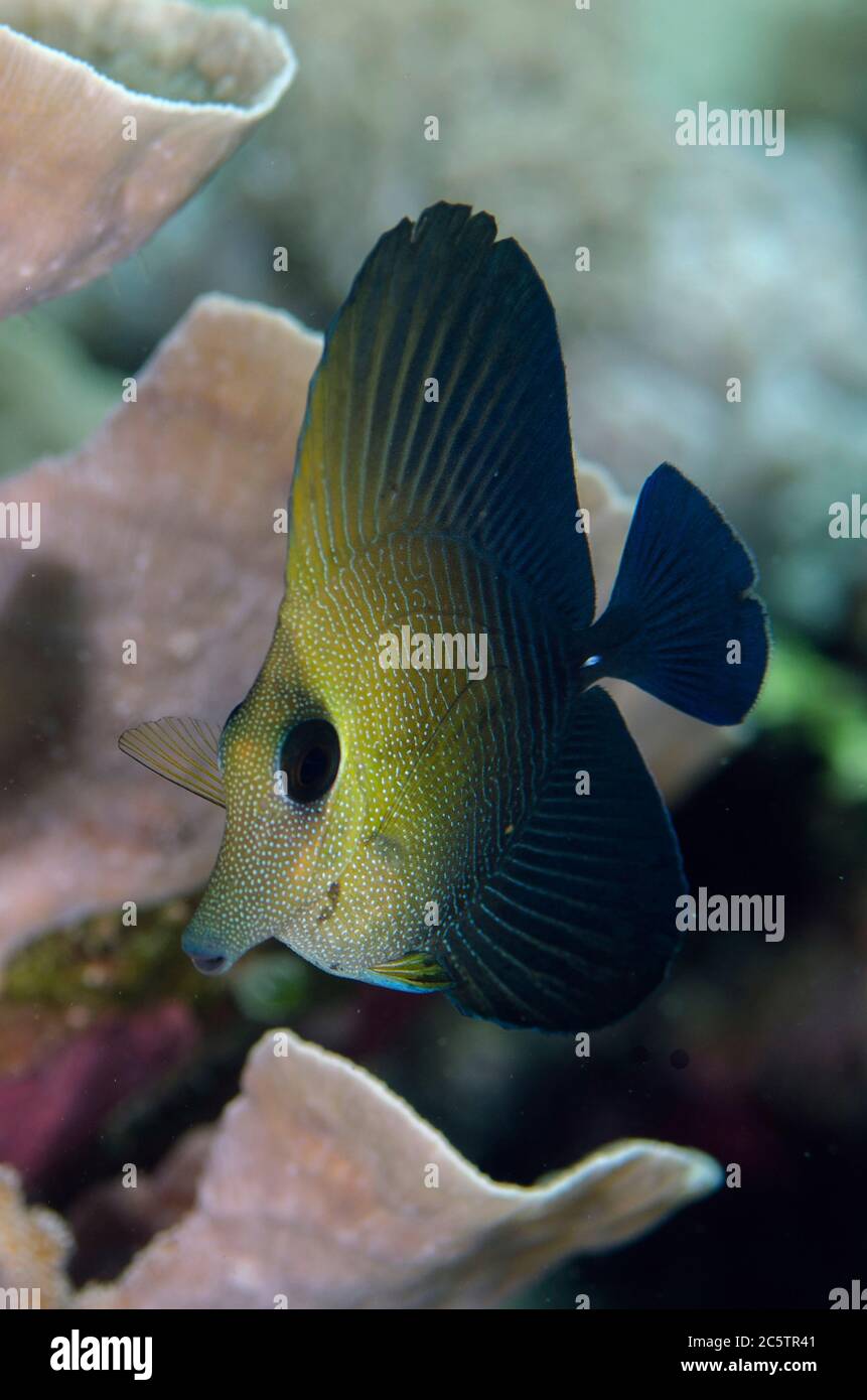 Juvenile Brushtail Tang, Zebrasoma scopas, Sabora 1 dive site, Bangka Island, north Sulawesi, Indonesia, Pacific Ocean Stock Photo