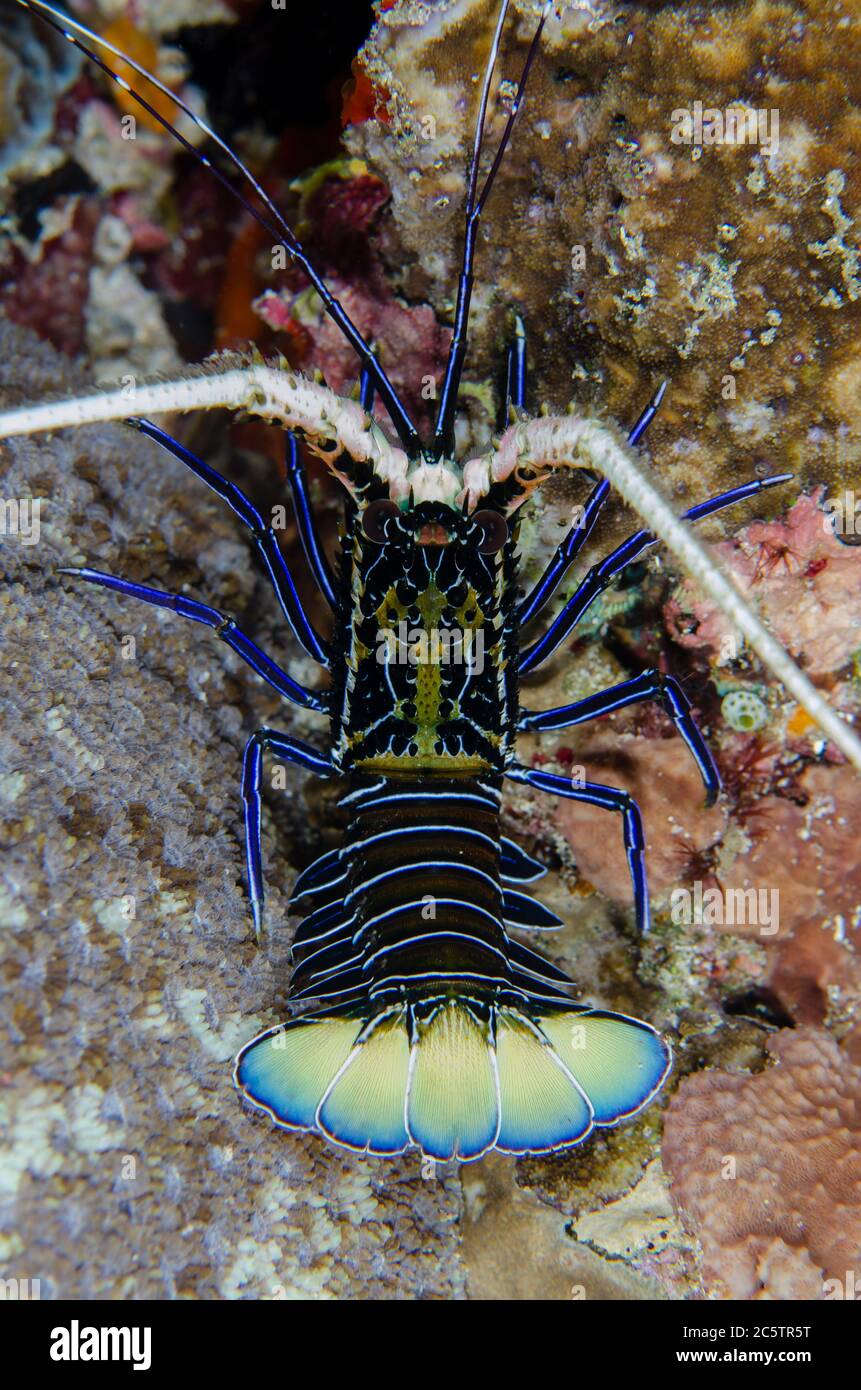 Juvenile Painted Spiny Lobster, Panulirus versicolor, night dive, Sahaung  dive site, Bangka Island, north Sulawesi, Indonesia, Pacific Ocean Stock  Photo - Alamy