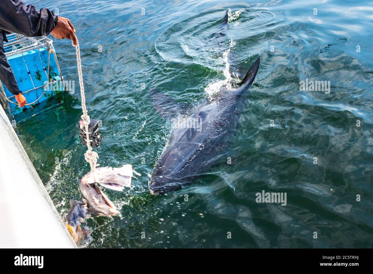 Great White Shark (Carcharodon carcharias) cage diving, Seal Island, Mossel Bay, South Africa