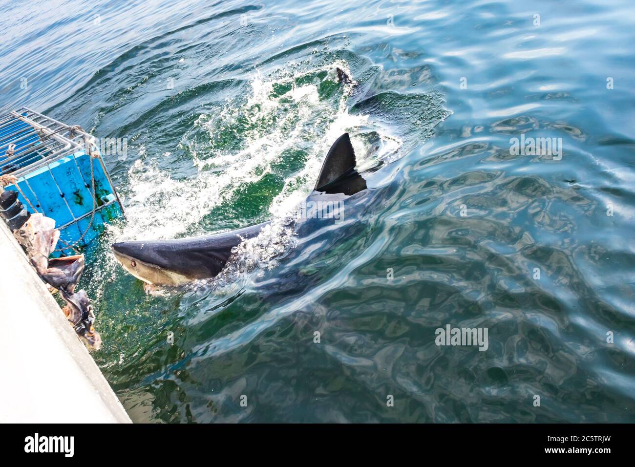 Great White Shark (Carcharodon carcharias) cage diving, Seal Island, Mossel Bay, South Africa