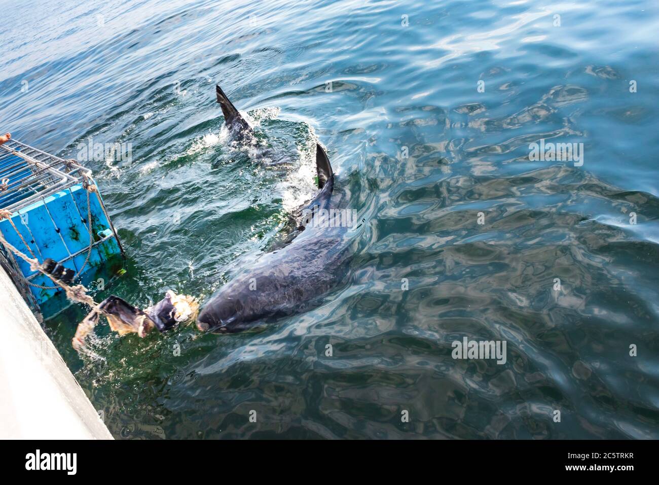 Great White Shark (Carcharodon carcharias) cage diving, Seal Island, Mossel Bay, South Africa