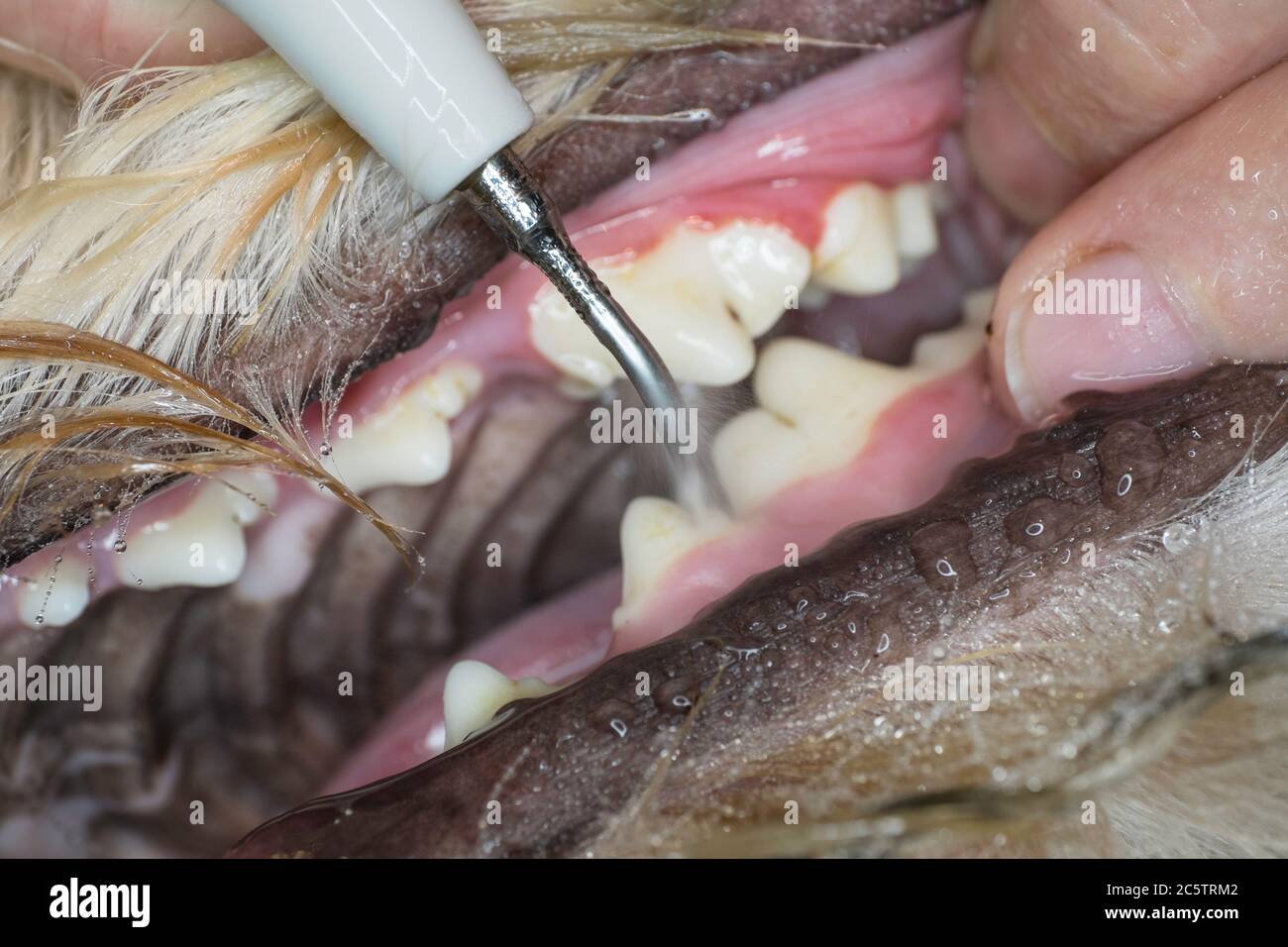 Dental ultrasonic tartar cleaning of teeth in a dog under anesthesia by