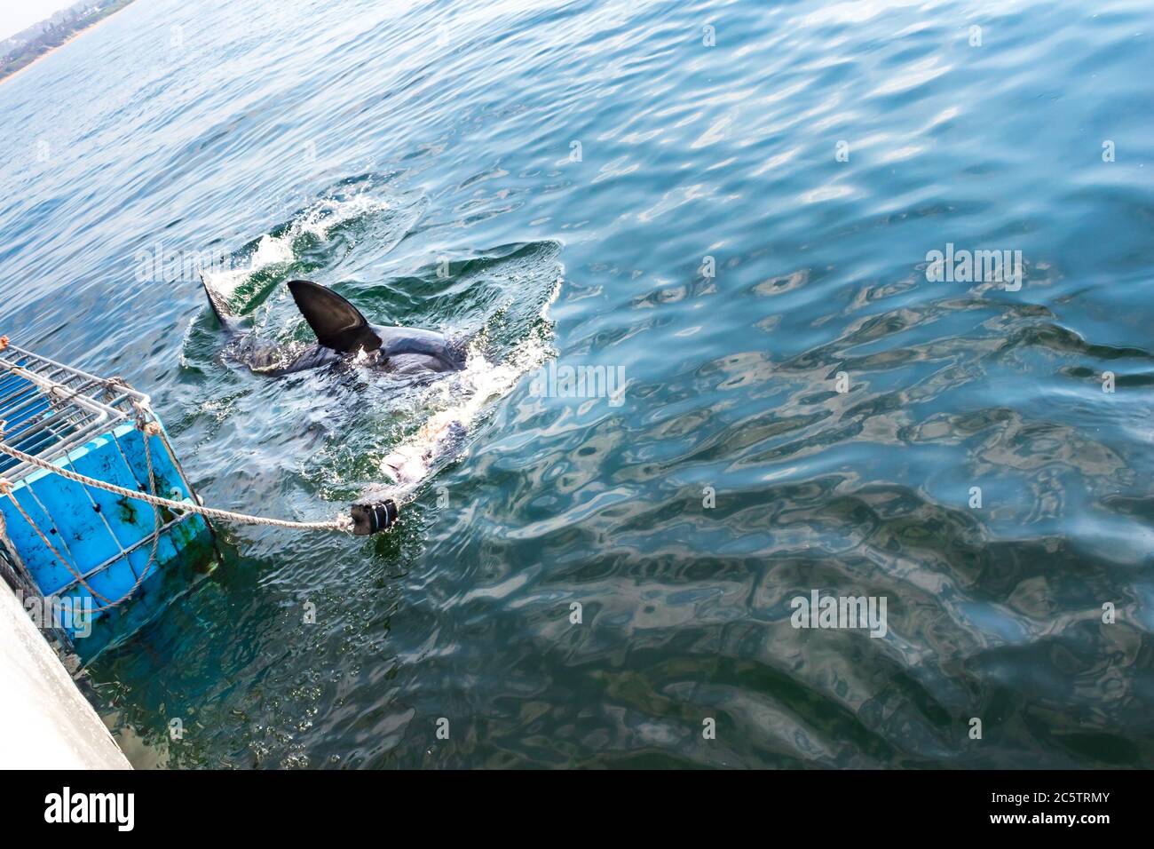 Great White Shark (Carcharodon carcharias) cage diving, Seal Island
