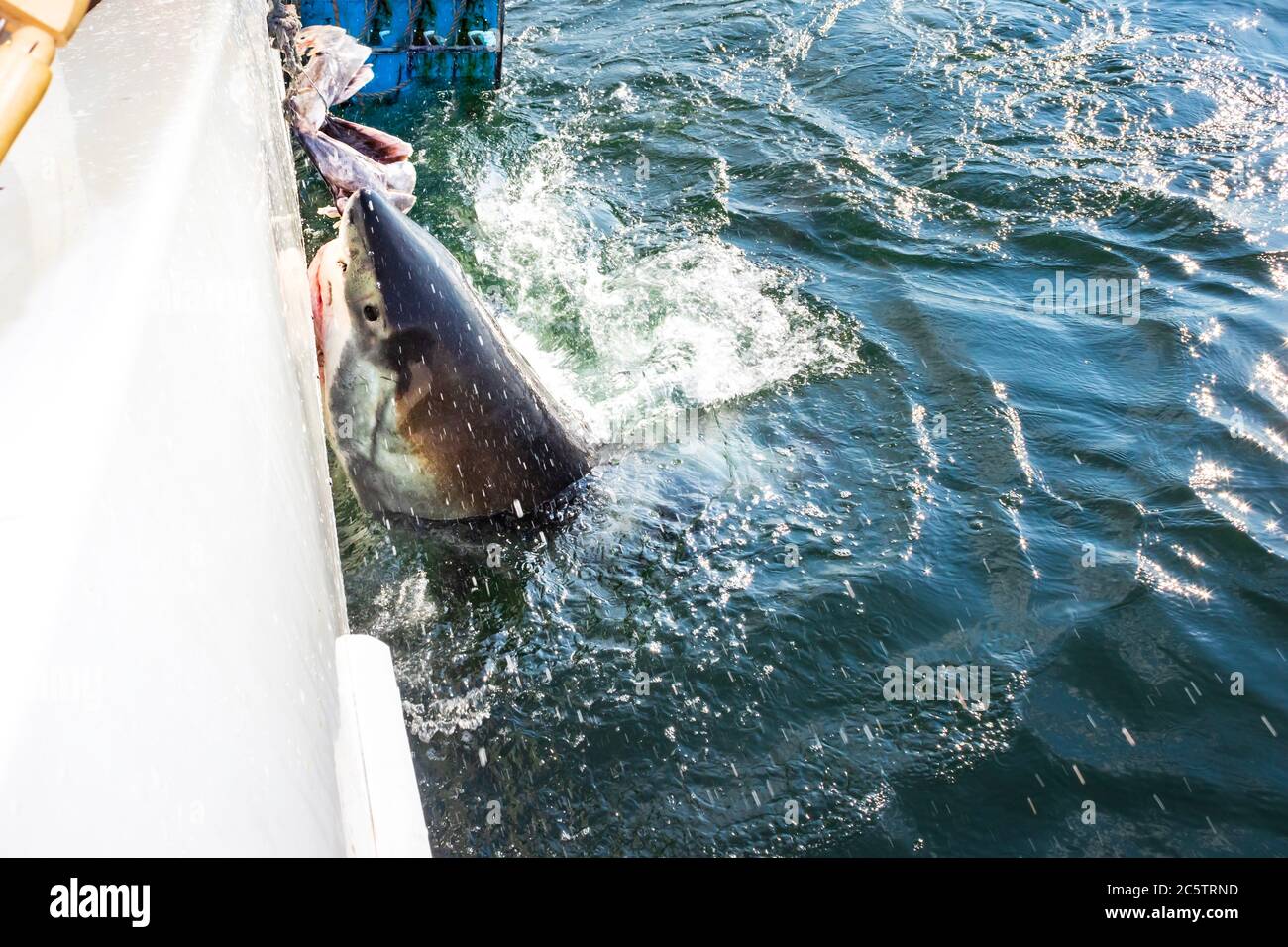 Great White Shark (Carcharodon carcharias) cage diving, Seal Island, Mossel Bay, South Africa