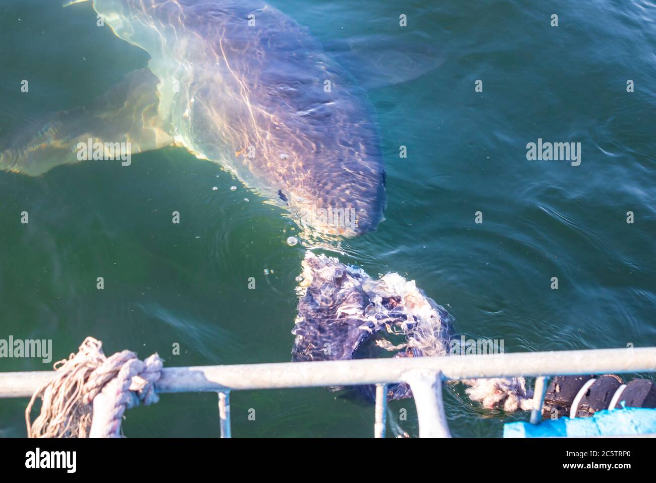 Great White Shark (Carcharodon carcharias) cage diving, Seal Island, Mossel Bay, South Africa