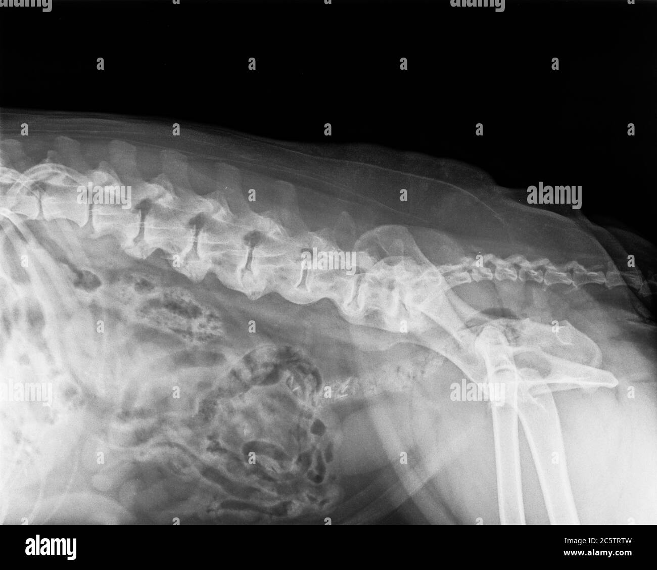 Hip osteoarthritis x ray hires stock photography and images Alamy